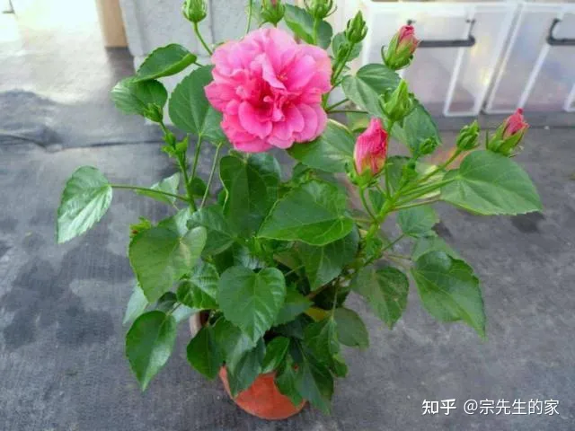 最好看好养的花,有哪些看着平淡无奇,养着养着就很惊艳的花?