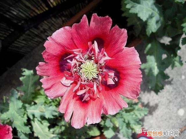 最好看好养的花,有哪些看着平淡无奇,养着养着就很惊艳的花?