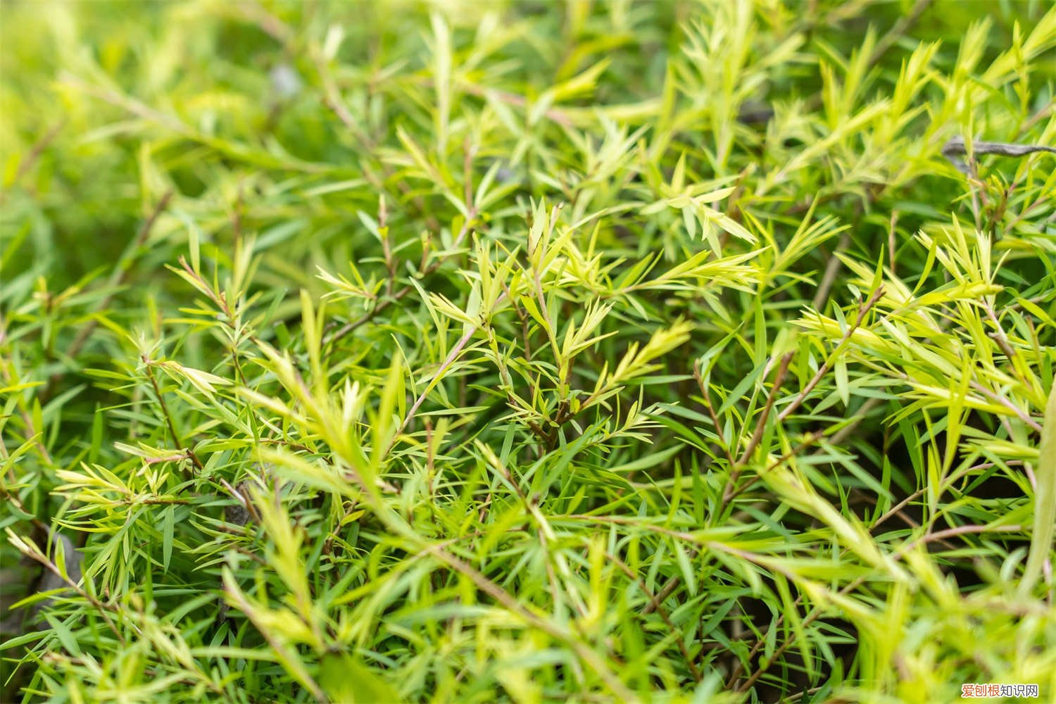 地肤草怎么养护和管理 地肤草怎么养