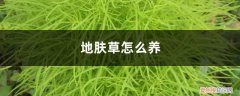 地肤草怎么养护和管理 地肤草怎么养