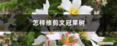 文冠果剪枝技术 怎样修剪文冠果树