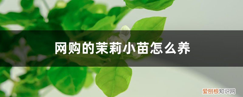 刚买回的茉莉苗怎么种 网购的茉莉小苗怎么养