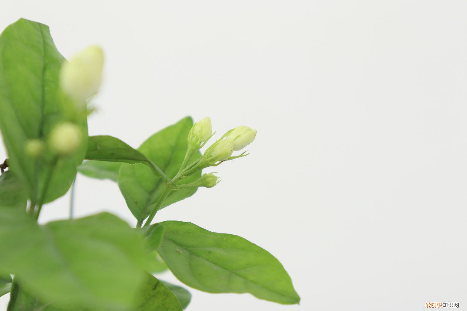 茉莉修剪什么时候最合适 茉莉的修剪方法时间