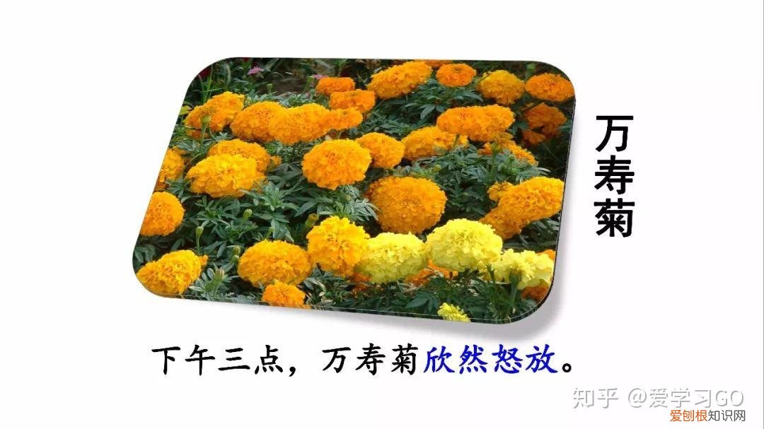 三年级下册第13课花钟的笔记怎么画，部编版三年级下册第13课《花钟》图文讲解+知识点梳理
