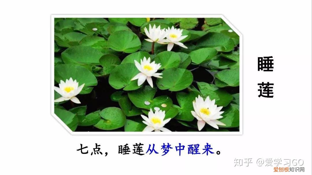 三年级下册第13课花钟的笔记怎么画，部编版三年级下册第13课《花钟》图文讲解+知识点梳理