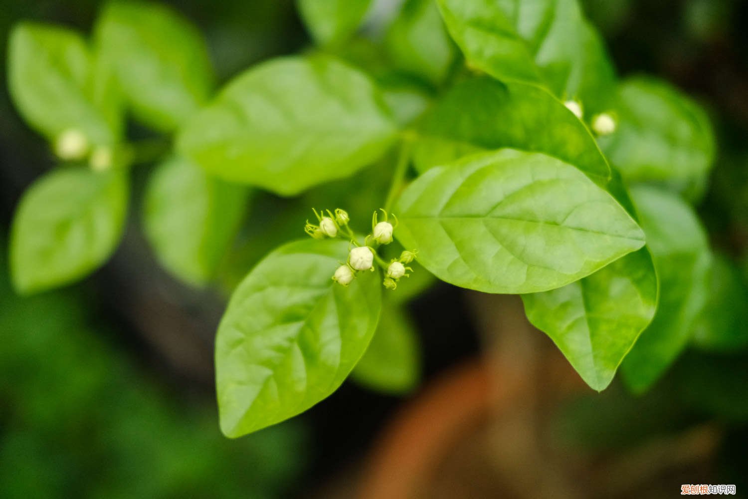 茉莉花开春需要剪枝吗 茉莉春天要全部剪枝吗