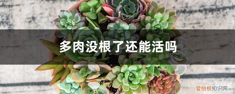 多肉没有根了还能活吗 多肉没根了还能活吗