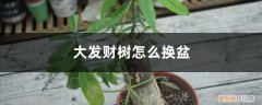 大发财树怎么换盆换土 大发财树怎么换盆