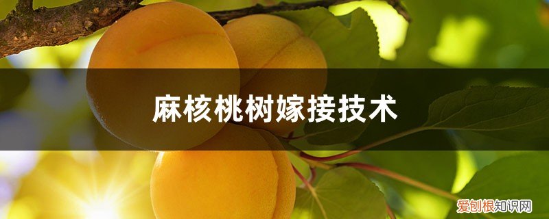 核桃树嫁接法 麻核桃树嫁接技术