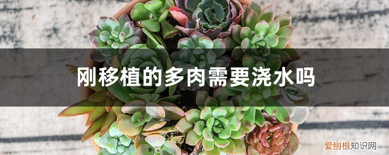 新移植的多肉需要浇水吗 刚移植的多肉需要浇水吗