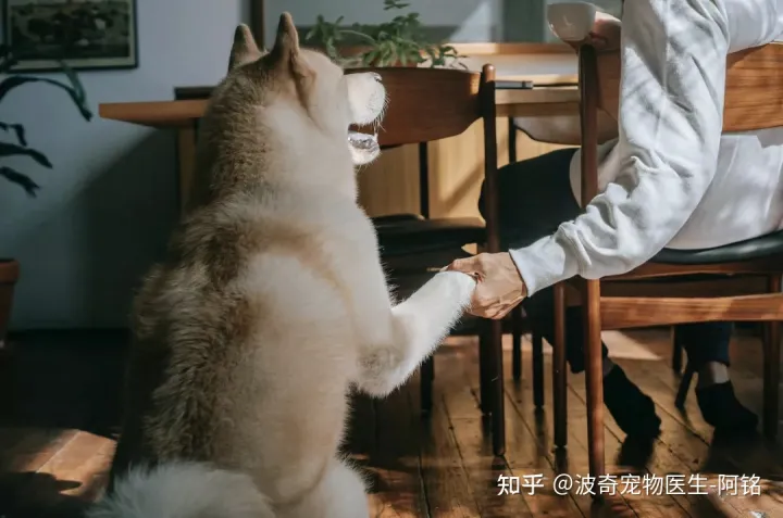 小狗的眼睛是，宠物知识科普：狗狗眯眼是在微笑？读懂安定讯号，明白狗狗小心思