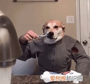 狗有牙齿吗，养宠知识：四个关于狗狗的牙齿信息