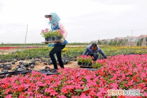 植物造景规划方法有哪些，旅游规划设计之小知识：教你如何种植好花卉？