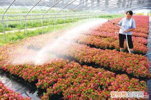 植物造景规划方法有哪些，旅游规划设计之小知识：教你如何种植好花卉？