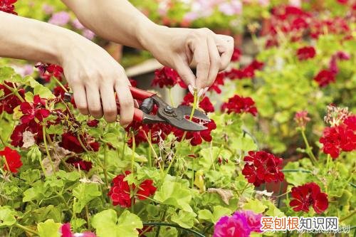 植物造景规划方法有哪些，旅游规划设计之小知识：教你如何种植好花卉？