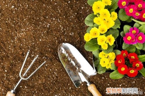 植物造景规划方法有哪些，旅游规划设计之小知识：教你如何种植好花卉？