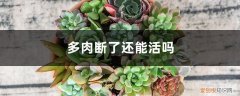 多肉断头还能活吗 多肉断了还能活吗