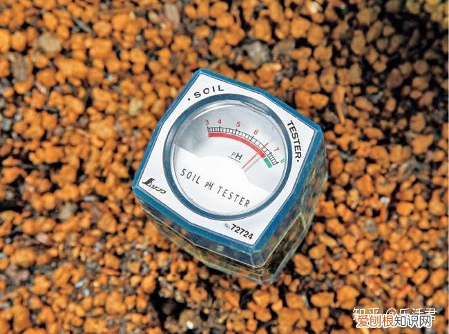 玫瑰月季盆栽图片大全，园艺课｜实用家庭玫瑰、月季种植新手入门养护术