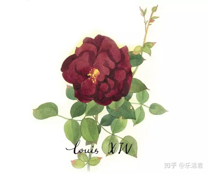 玫瑰月季盆栽图片大全，园艺课｜实用家庭玫瑰、月季种植新手入门养护术