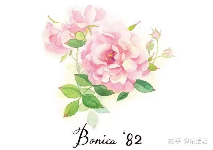 玫瑰月季盆栽图片大全，园艺课｜实用家庭玫瑰、月季种植新手入门养护术
