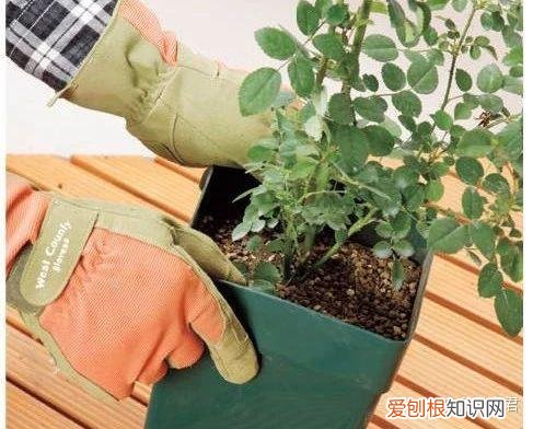 玫瑰月季盆栽图片大全，园艺课｜实用家庭玫瑰、月季种植新手入门养护术