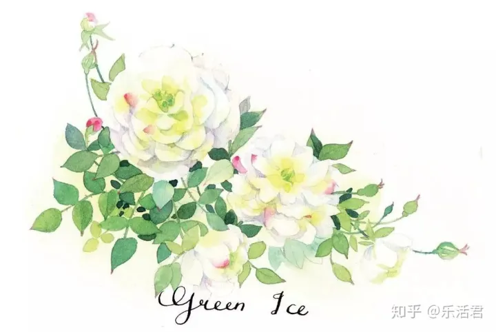 玫瑰月季盆栽图片大全，园艺课｜实用家庭玫瑰、月季种植新手入门养护术