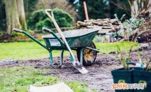 玫瑰月季盆栽图片大全，园艺课｜实用家庭玫瑰、月季种植新手入门养护术