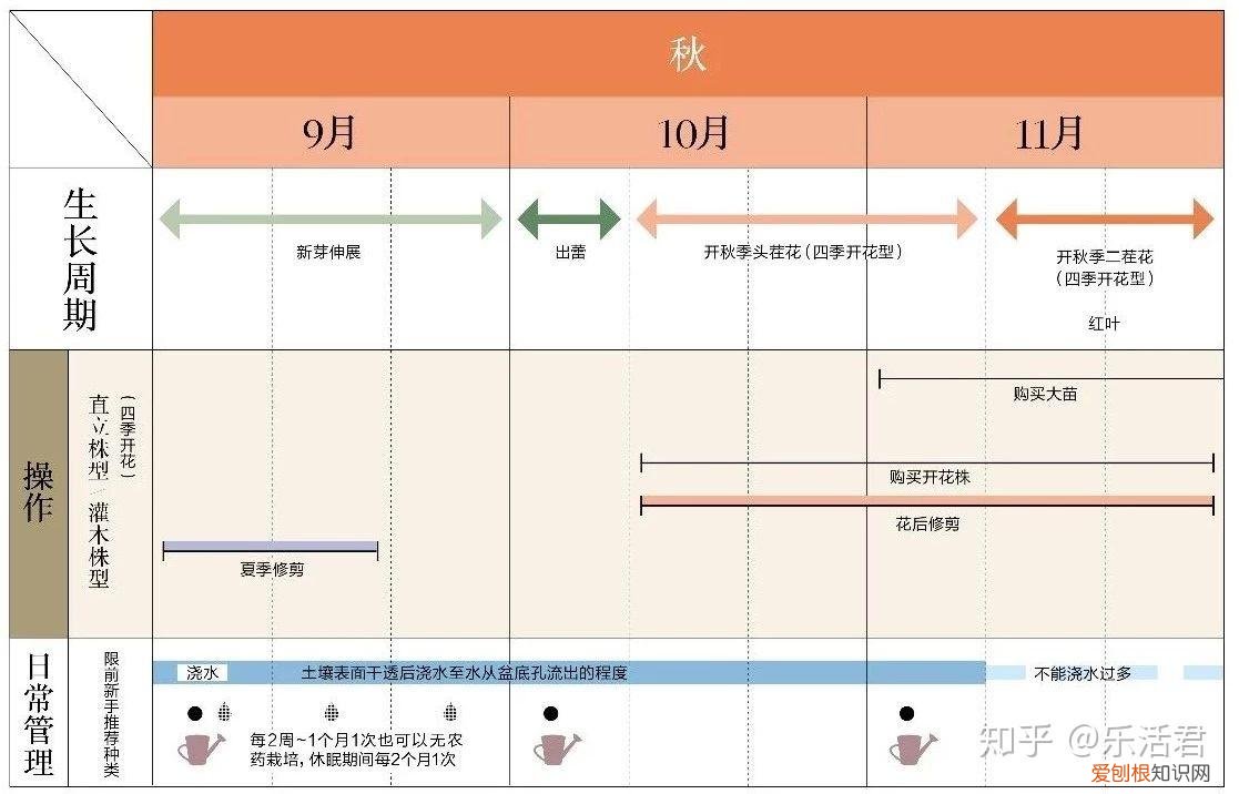 玫瑰月季盆栽图片大全，园艺课｜实用家庭玫瑰、月季种植新手入门养护术