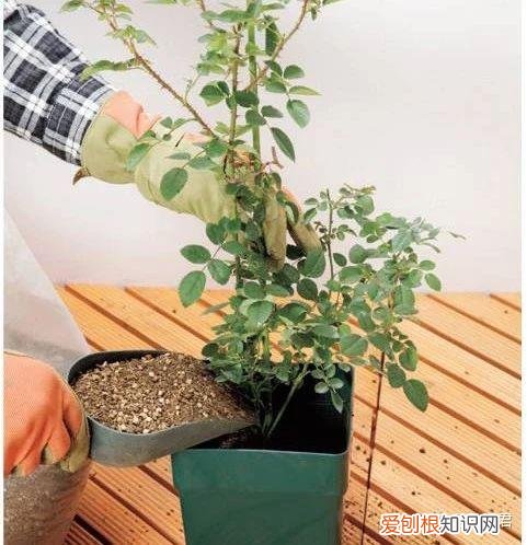 玫瑰月季盆栽图片大全，园艺课｜实用家庭玫瑰、月季种植新手入门养护术