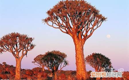 奠柏会吃人吗 奠柏–能吃人的植物