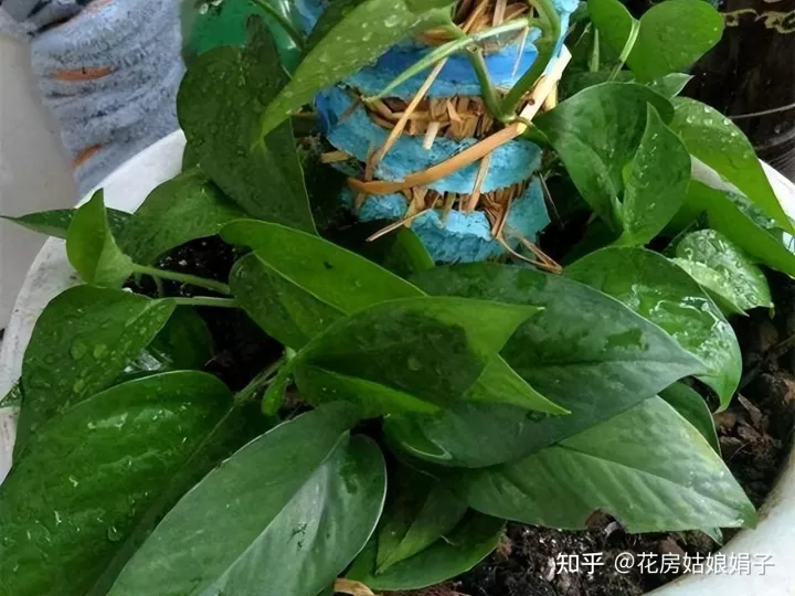 为什么有些人养花都会死，新买的花卉，老是养死，避开这5个常识误区，帮你度过养花第一关