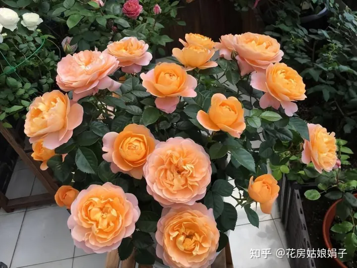 为什么有些人养花都会死，新买的花卉，老是养死，避开这5个常识误区，帮你度过养花第一关