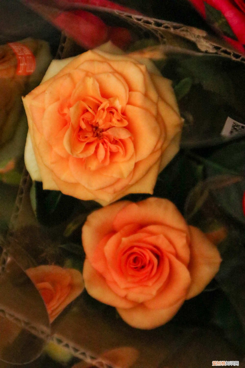 月季小花苞要修剪吗 月季小苗要剪掉花苞吗