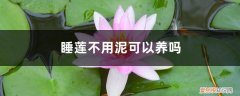 睡莲不用泥用石头可以养吗 睡莲不用泥可以养吗