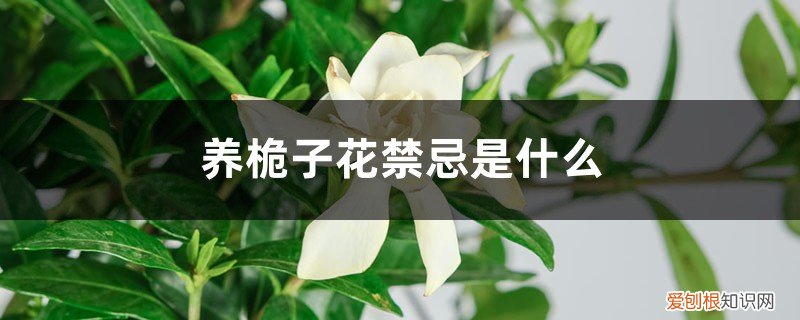 养桅子花禁忌是什么意思 养桅子花禁忌是什么