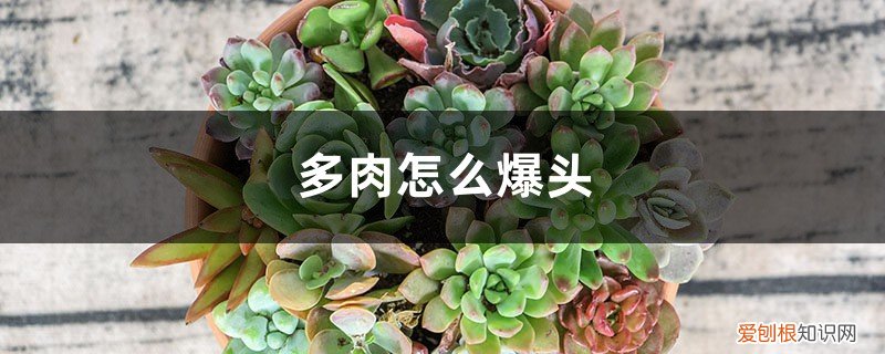 多肉怎样爆头 多肉怎么爆头