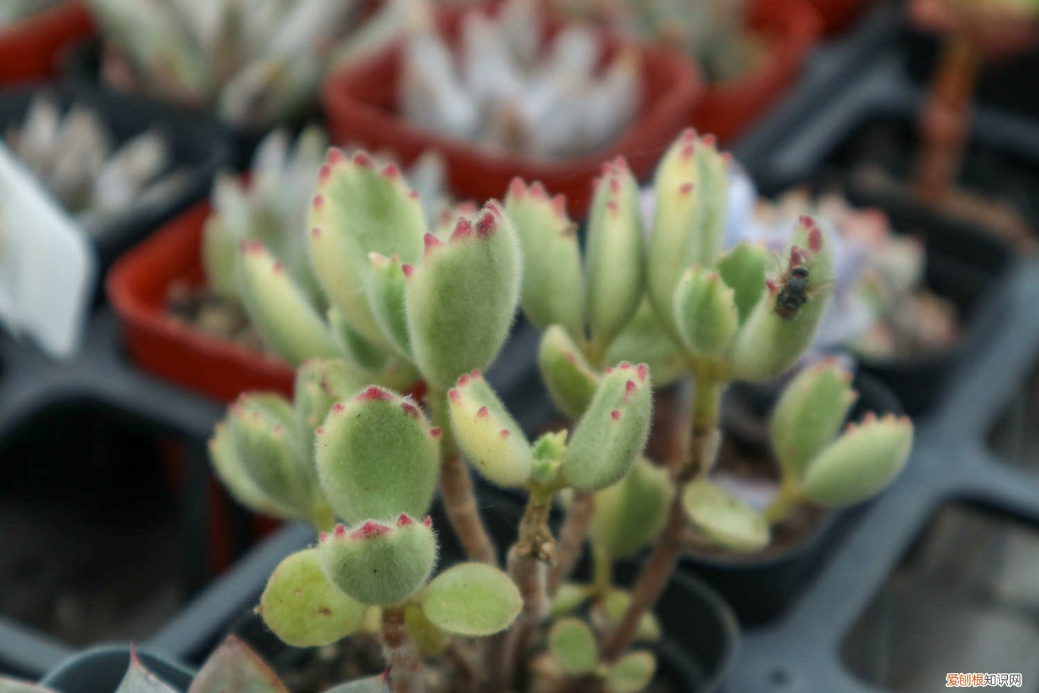 多肉植物熊童子怎么养 多肉熊童子怎么养肥