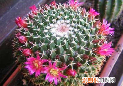 太好了，快分享给朋友吧！ 盆景养花的秘诀是什么，养花技巧，盆景花的养护方法介绍