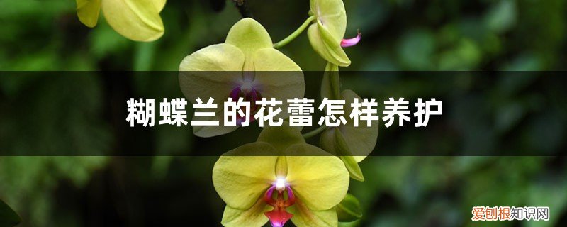 已开花的蝴蝶兰怎么护养 蝴蝶兰的花蕾怎样养护