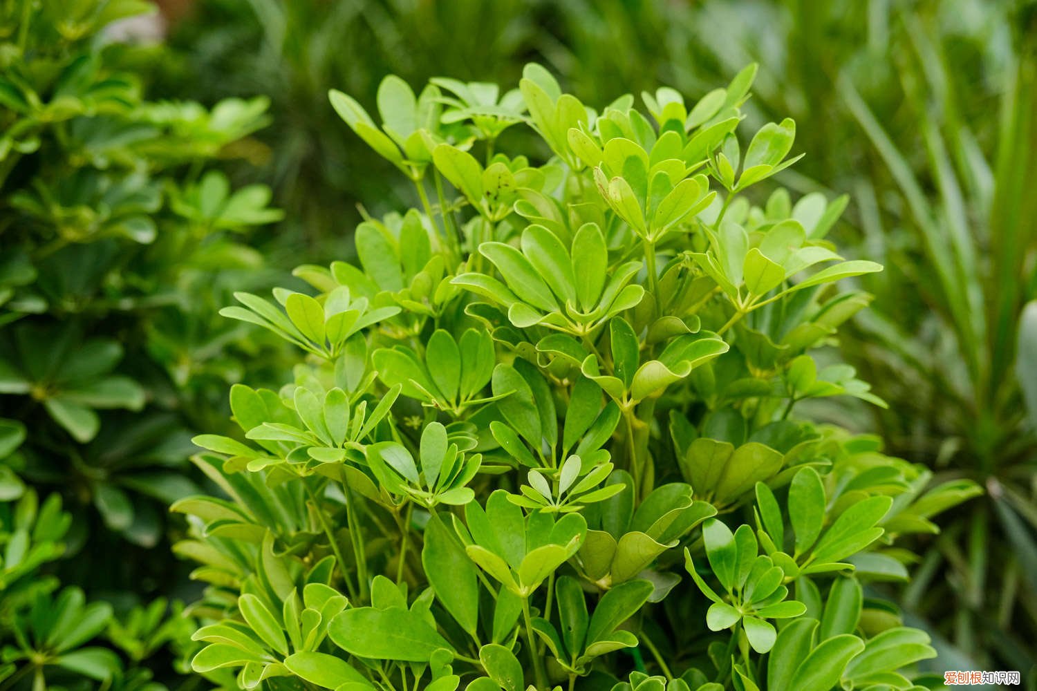 鹅掌木在几月份插最好活 鹅掌木什么季节打顶