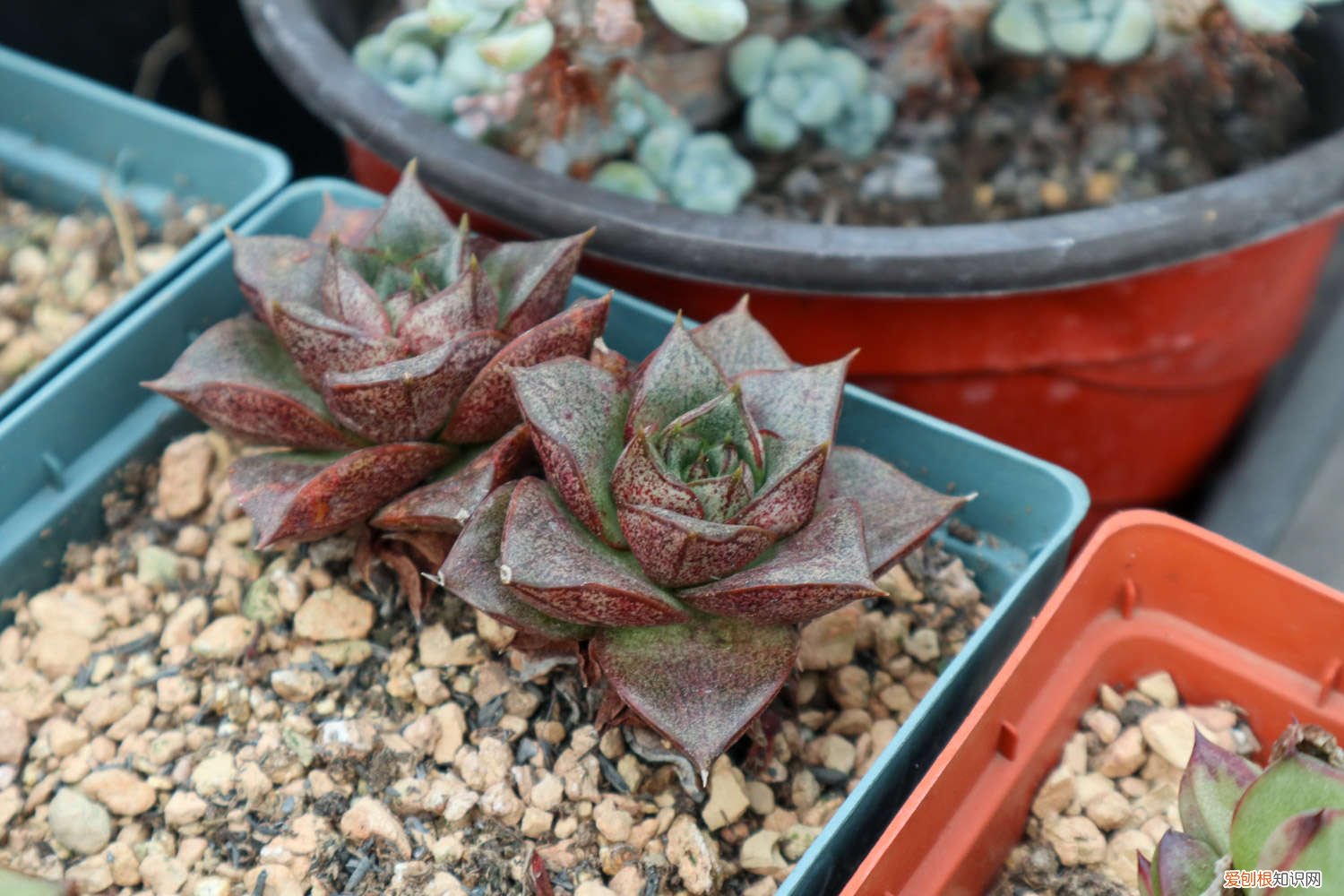 多肉白菊如何发根发芽 多肉白菊如何发根