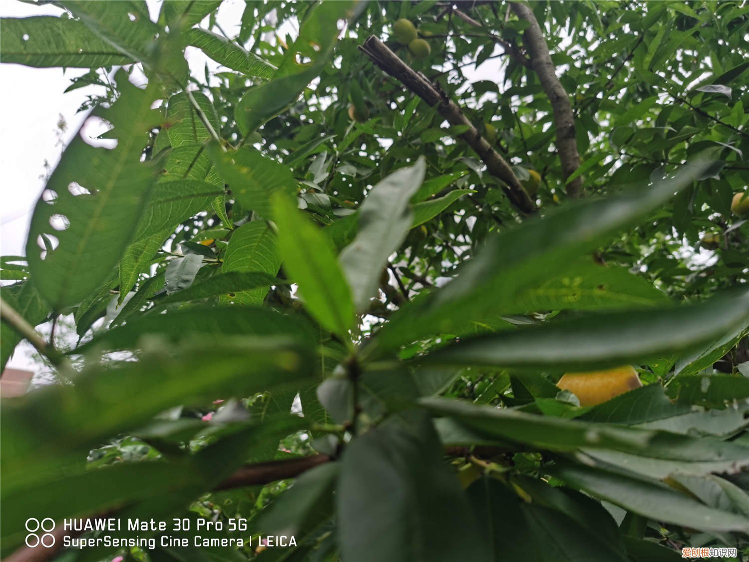 桃树嫁接怎么嫁接 桃树枝接嫁方法