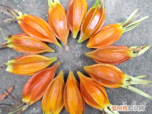 栀子花枝条水培 水栀子栽培技术【图片】