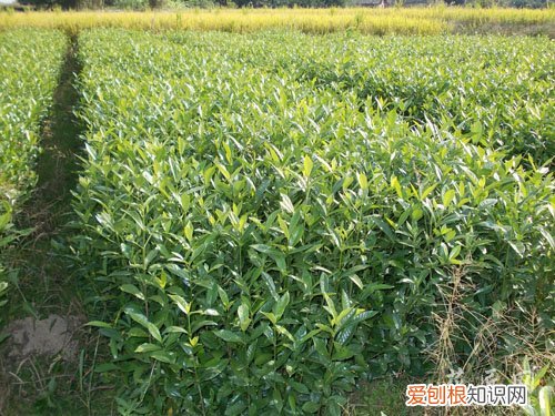 栀子花枝条水培 水栀子栽培技术【图片】