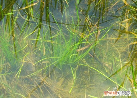 中华水韭简介 中华水韭图片