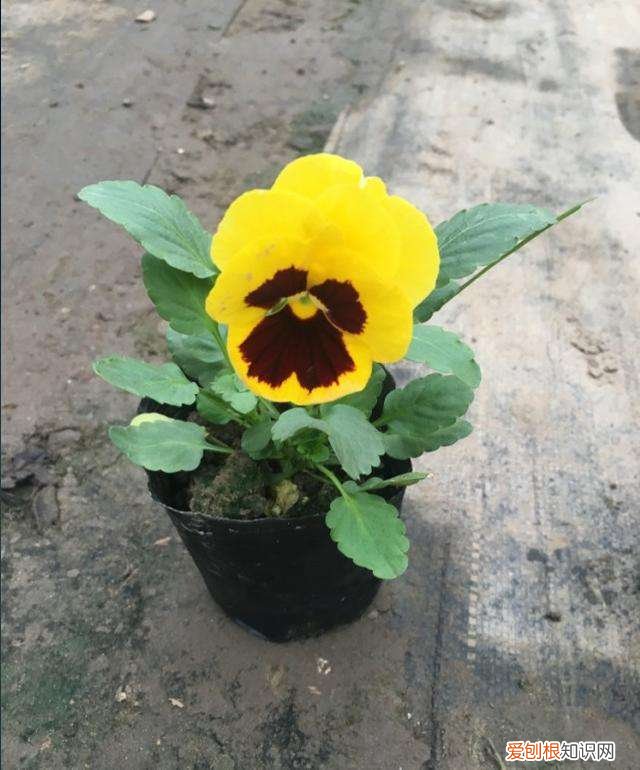 北方室外四季开花的植物花卉有哪些，北方地区盆栽花卉四季养护管理技术