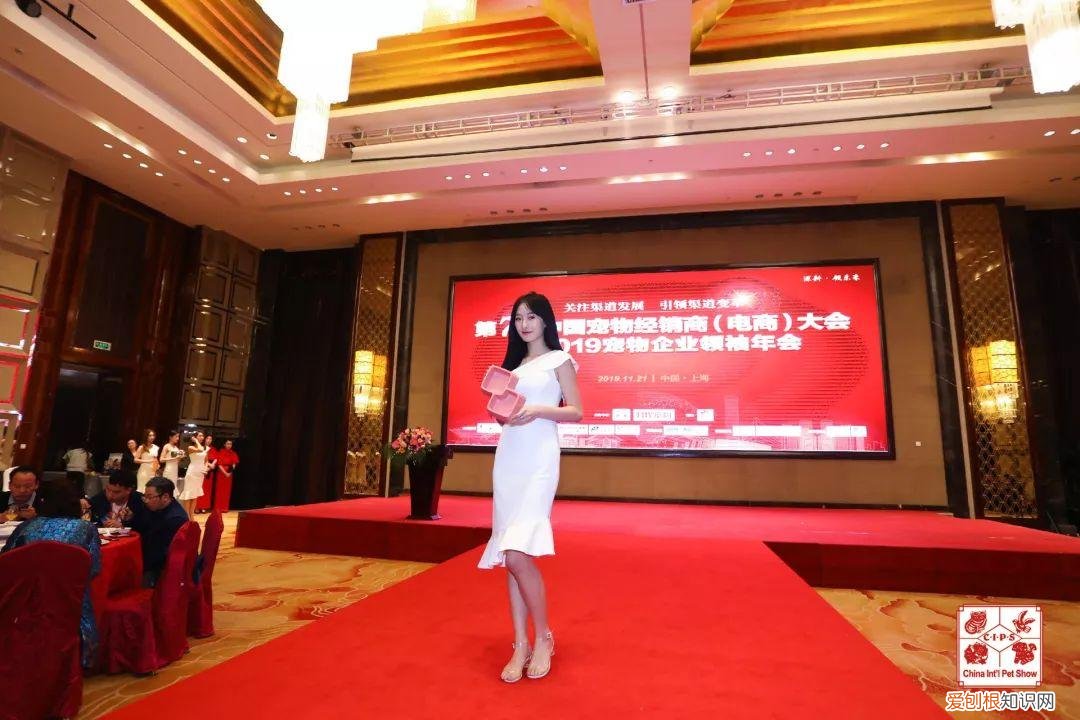 峥嵘十载、砥砺前行，专访 | 峥嵘二十载，不忘初心！波波，关爱宠物每一天