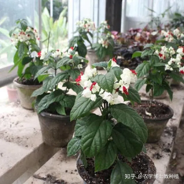 龙吐珠花花期，龙吐珠，花形奇特，犹如蟠龙吐珠！掌握花期调控技巧，四季开满盆