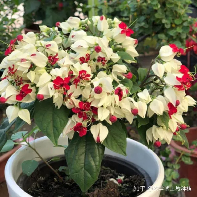 龙吐珠花花期，龙吐珠，花形奇特，犹如蟠龙吐珠！掌握花期调控技巧，四季开满盆