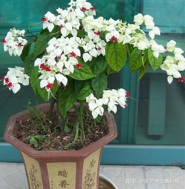 龙吐珠花花期，龙吐珠，花形奇特，犹如蟠龙吐珠！掌握花期调控技巧，四季开满盆
